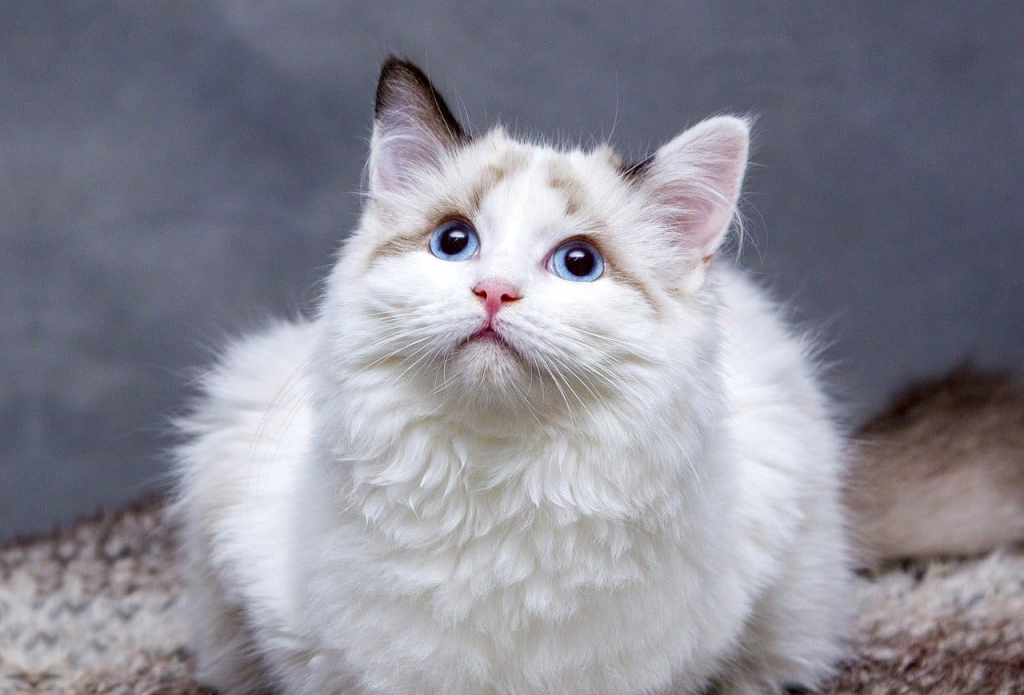 cats 8096304 1280 1