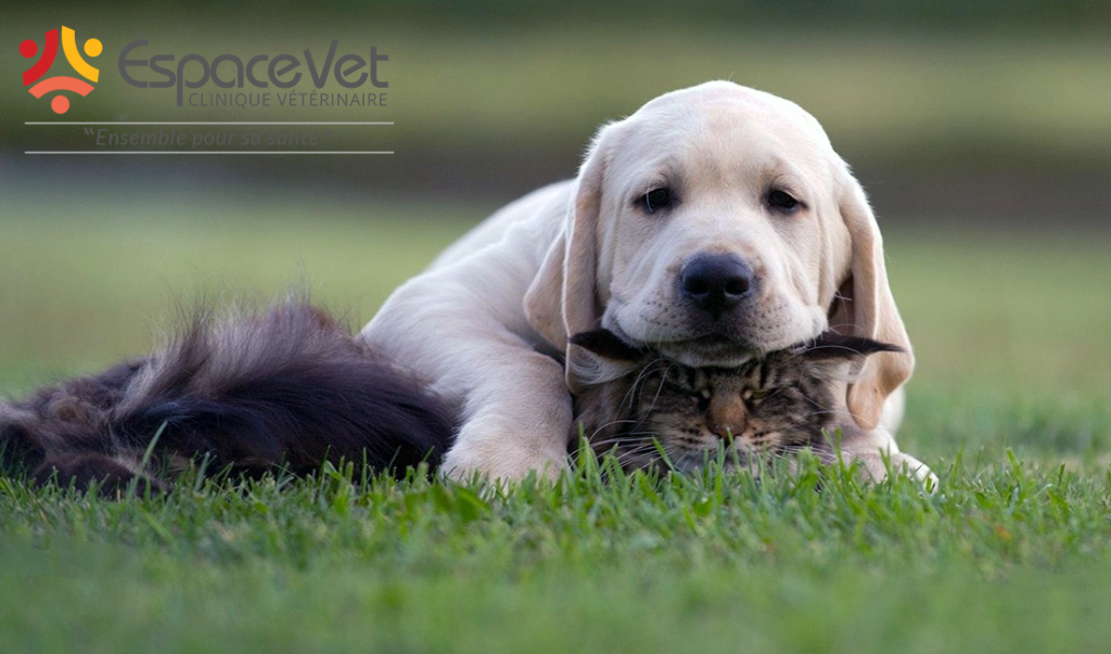 rdv enligne chienchat